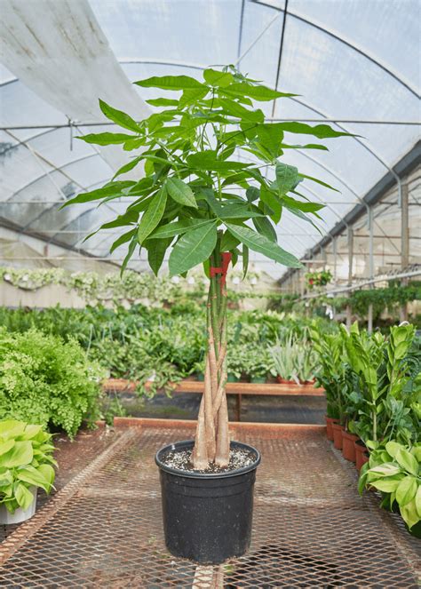 Money Tree Potted In Grower Pot At