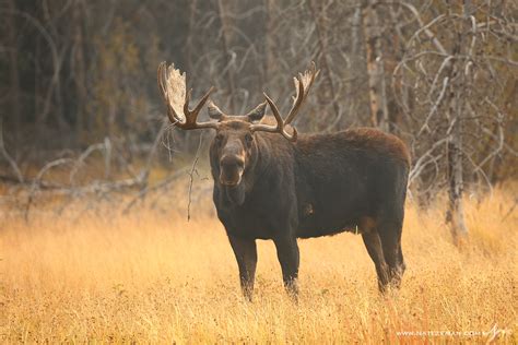 Autumn Moose Bull Moose Alces Alces Grand Teton National Park