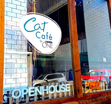 Catpawcino is a garden themed cat café that aims to create the feeling of relaxing outdoors, indoors. My Visit to New York City's First Cat Cafe | I Have Cat