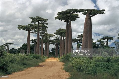 Baobab Trees Along A Dirt Road Morondava Madagascar News Photo