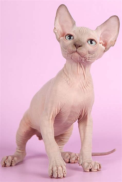 Sphynx Pink Kitten Cute Hairless Cat Sphinx Cat Hairless Cat