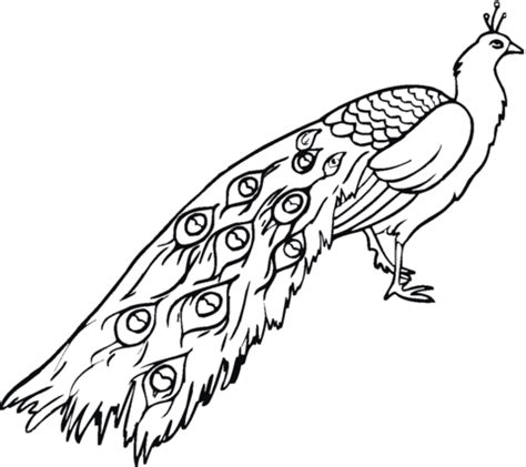Follow along as we color in our own peacock coloring page, from book 25 from thecoloringbook.club, in this step by step coloring walkthrough. Disegno di Pavone da colorare | Disegni da colorare e ...