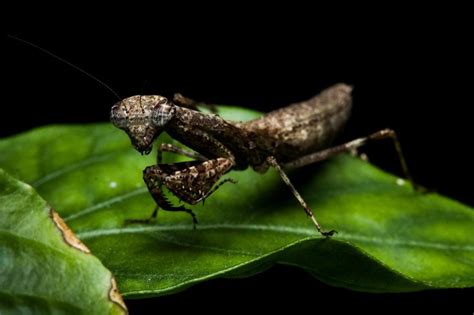 New Unicorn Praying Mantis Found In Brazilian Rainforest Brazilian