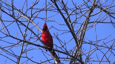 Cardinal Bird Singing Youtube