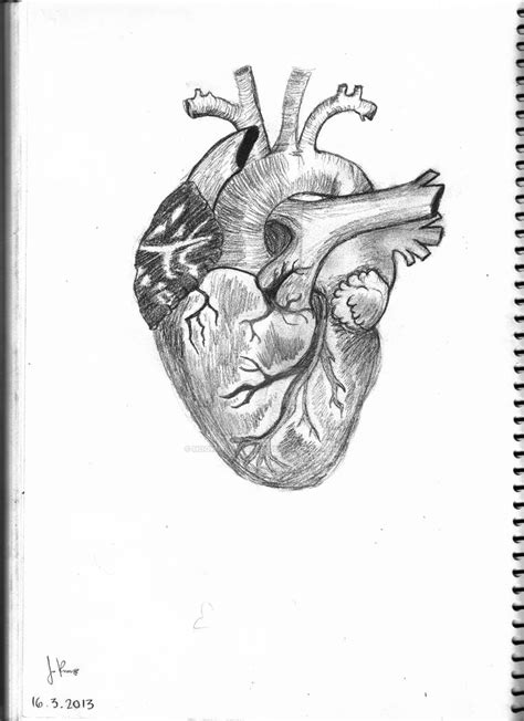 Human Heart By Hogwartsmarch On Deviantart