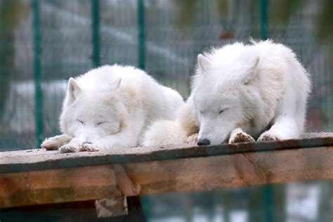 Hd Wallpaper Mammal Cute Animal Pet Portrait Arctic Wolves Canis