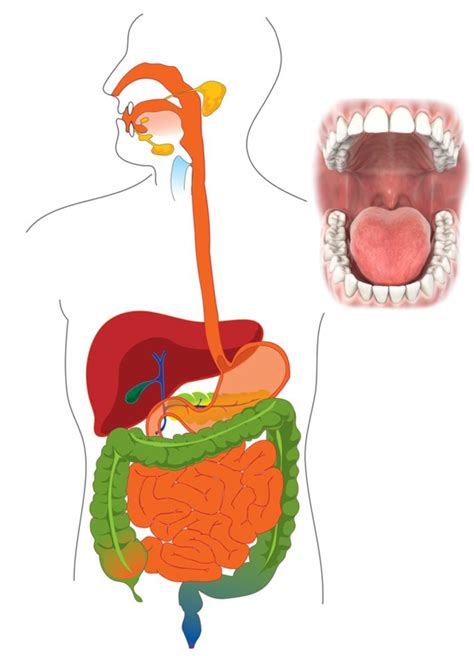 Digestive System Diagram Diagram Quizlet