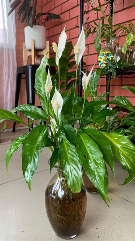 Can A Peace Lily Live In Water Perfect Peace Lily