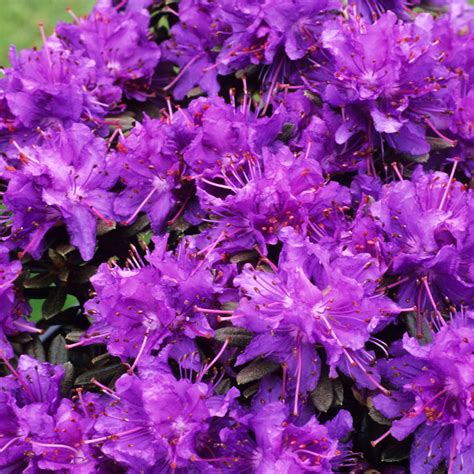 Rhododendron Azurika Dwarf Upright Bushy Evergreen Purple Flowering