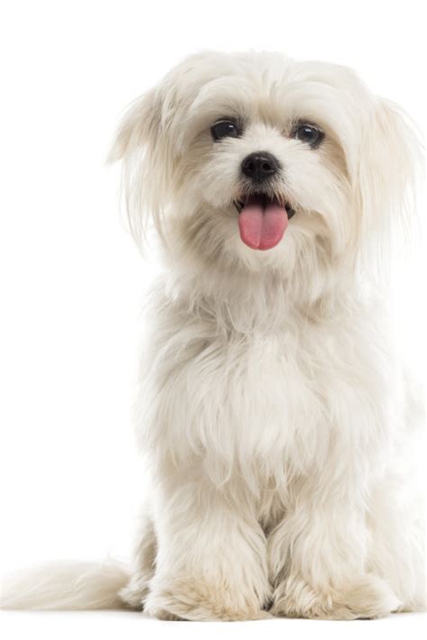 Maltese In Front Of A White Background Maltese In Front Of A White