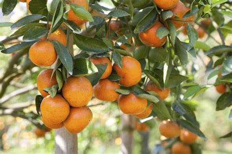 It only takes three to four years before they will produce fruit. What is the Fastest Growing Fruit Tree? | Hunker