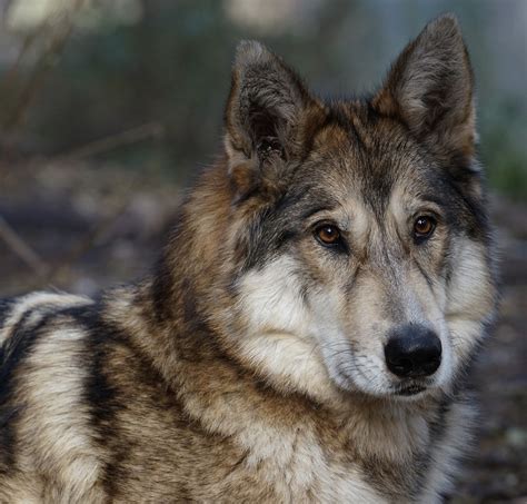 Get Facts About Wolf Dog Hybrids International Wolf Center 2022