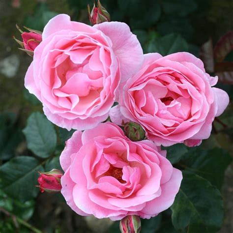 Queen Mary Rose Garden Bloom Kapafotodesign