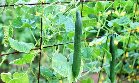 How To Plant Grow And Harvest Cucumbers