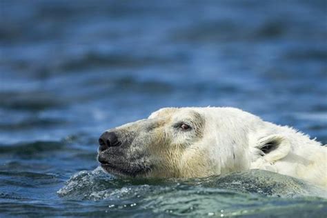 Swimming Polar Bear Hudson Bay Nunavut Canada Photographic Print