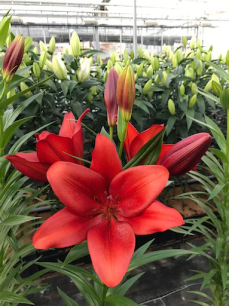 Buy Lily Bulbs Armandale Lonlorum Asiatic Lily Gold Medal