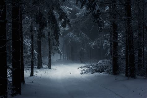 Dark Snowy Forest Background