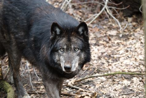 Ca Officials Suspect First Wolf Depredation Incident In 100 Years
