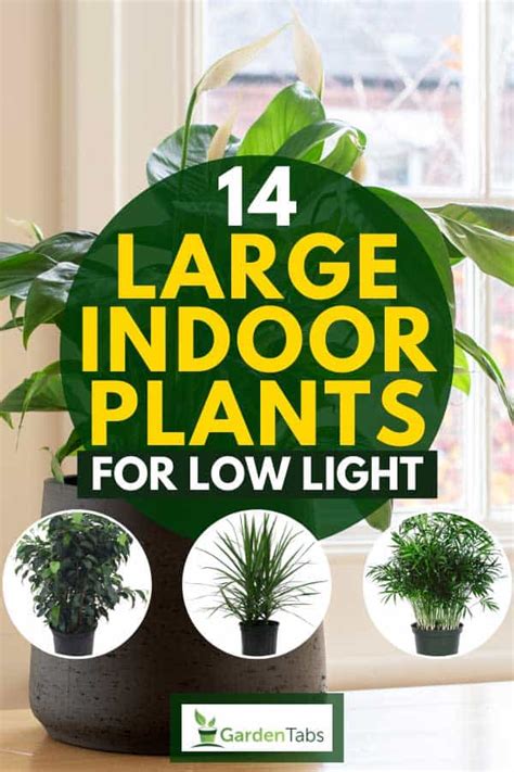 Low Light Large House Plants Pic Titmouse