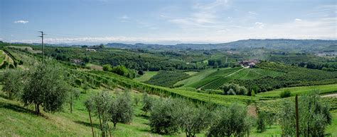 Vineyard Landscape Of Piedmont Langhe Roero And Monferrato Italy