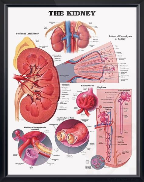 The Kidney Chart 20x26 Kidney Anatomy Human Kidney Anatomy And