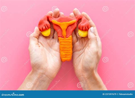 Woman Reproductive System Vagina And Uterus Stock Photography Cartoondealer Com