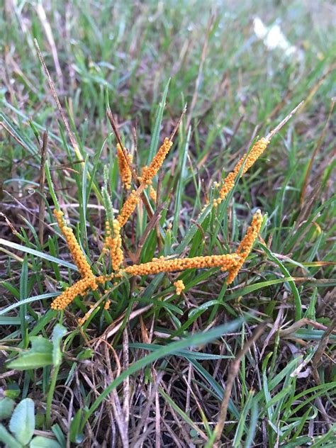 Yellow slime mold on grass. Slime mold | Slime mold on lawn. Photo by Neil Bell ...