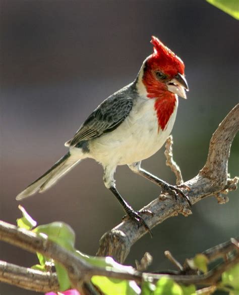 Red Crested Cardinal In Maui By Allendouglasphotos Maui Red Cardinal