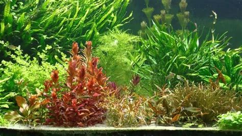 Be it on the foreground or background, or floating on top of the water they provide a. ludwigia arcuata | Planted aquarium, Aquascape, Plants