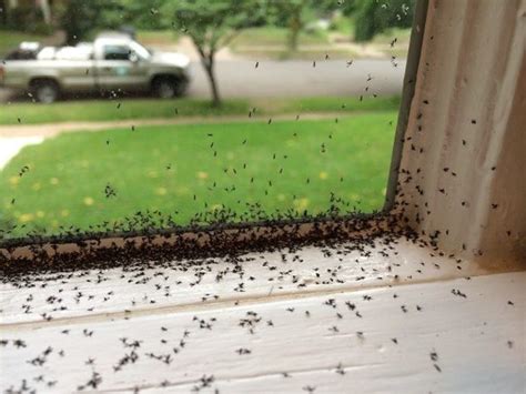 How To Avoid Fungus Gnats In Your Newly Potted Plants