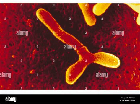 Bifidobacterium Bacteria Hi Res Stock Photography And Images Alamy