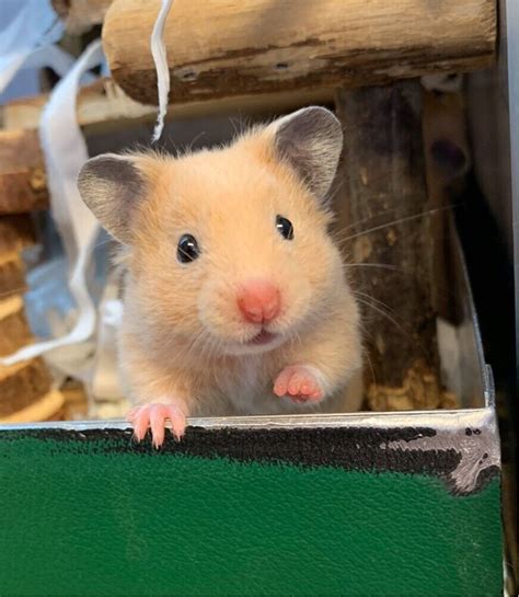 Tame Baby Syrian Hamsters Well Handled Ready From 7 December In