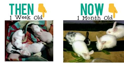 1 Week Vs 1 Month Old Baby Rabbit Rabbit Kitten Growth All About
