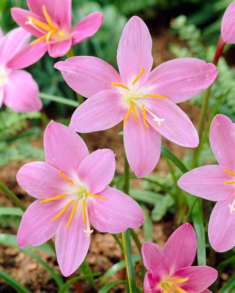 Zephyranthes Robustus Fairy Lily Flower Bulbs Etsy