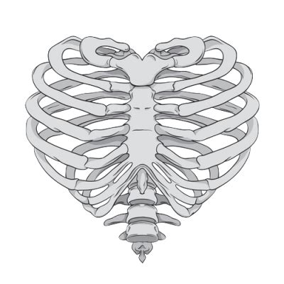 Download Free Rib Cage Png Transparent Background And Vrogue Co