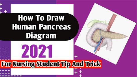 How To Draw Human Pancreas Diagram 2021 Tips And Trick For Nursing