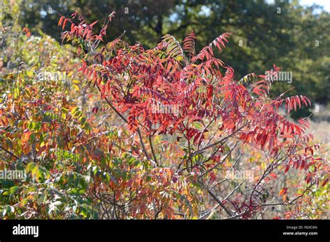 Rhus Glabra Fall