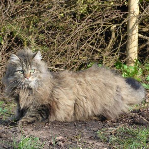 Norwegian Forest Cat Breed Profile