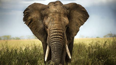 African Elephant Safaris And Holidays Natural World Safaris