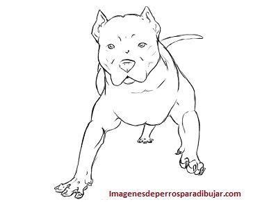 Dibujos De Perros Pitbull Para Colorear Fotos De Perros Pitbull Para