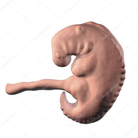 Imágenes Embrion De 4 Semanas Embarazo Embrión De 4 Semanas — Foto