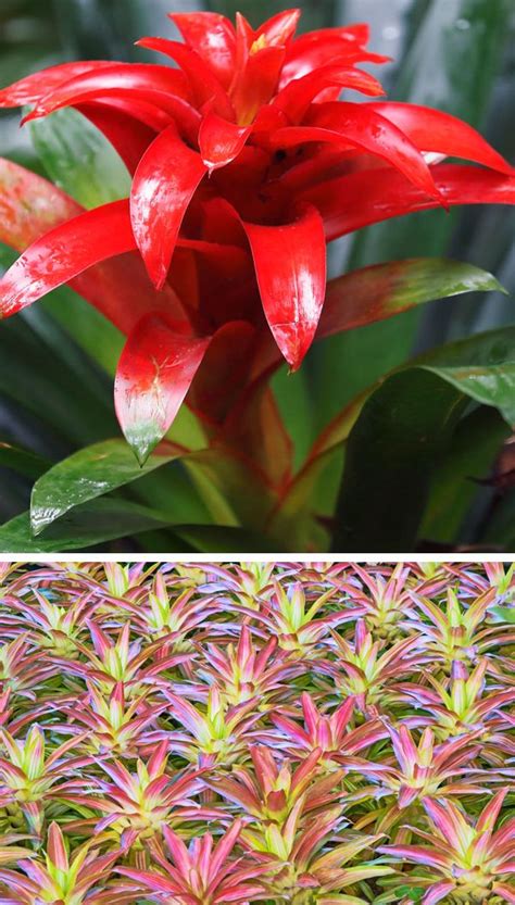 Molto apprezzata per la decorazione di appartamenti per la sua fioritura solitamente invernale. Guzmania | Piante da appartamento, Fioritura, Fiori rosa