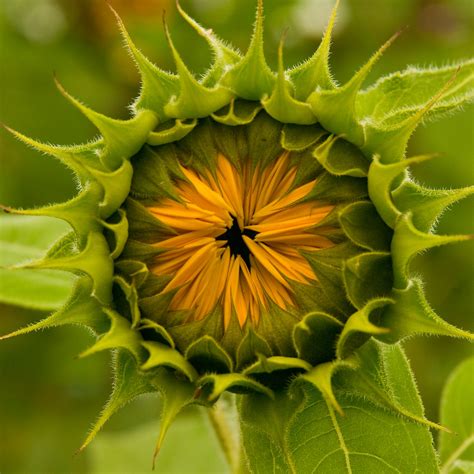 Sunflower Bud Ii 92010 Sunrisesoup Flickr