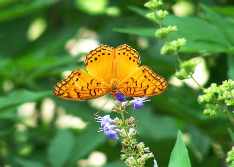 Filecayman Zoe Julia Butterfly Botanical Gardens Wikimedia Commons