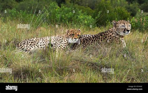 Female Mother Cheetah With Radio Tracking Collar And Male Cub Relaxed