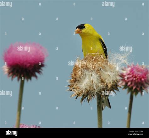 American Goldfinch Thistle Stock Photo Alamy