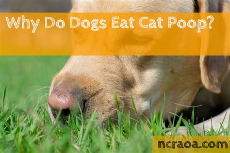 Why Do Dogs Eat Cat Poop National Canine Research Association Of America