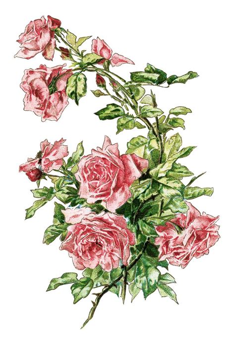 Gousicteco Light Pink Rose Clip Art Images