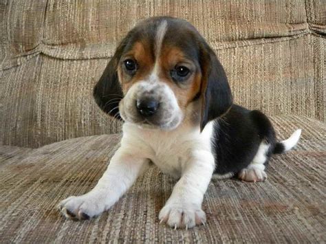 Basset hounds are believed to have come about from a mutation in the st. Beagle Mix Puppies For Sale Near Me | PETSIDI