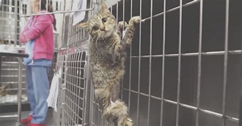 Cat rescue centres in bristol & avon. This cat could be one of the most amazing stories we've ...